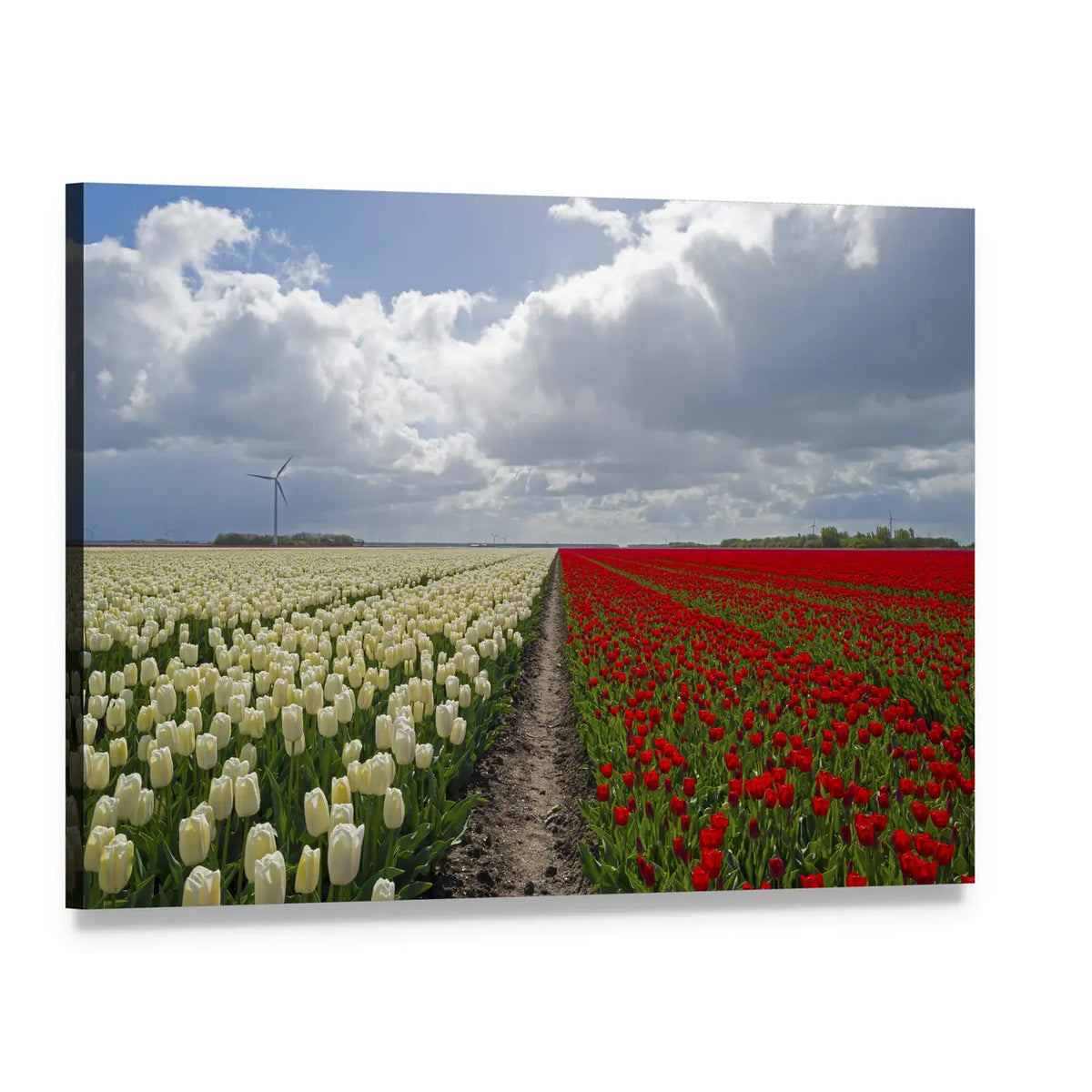 Red and White Tulip Field Canvas Wall Art, single panel gallery wrapped canvas, angled product view