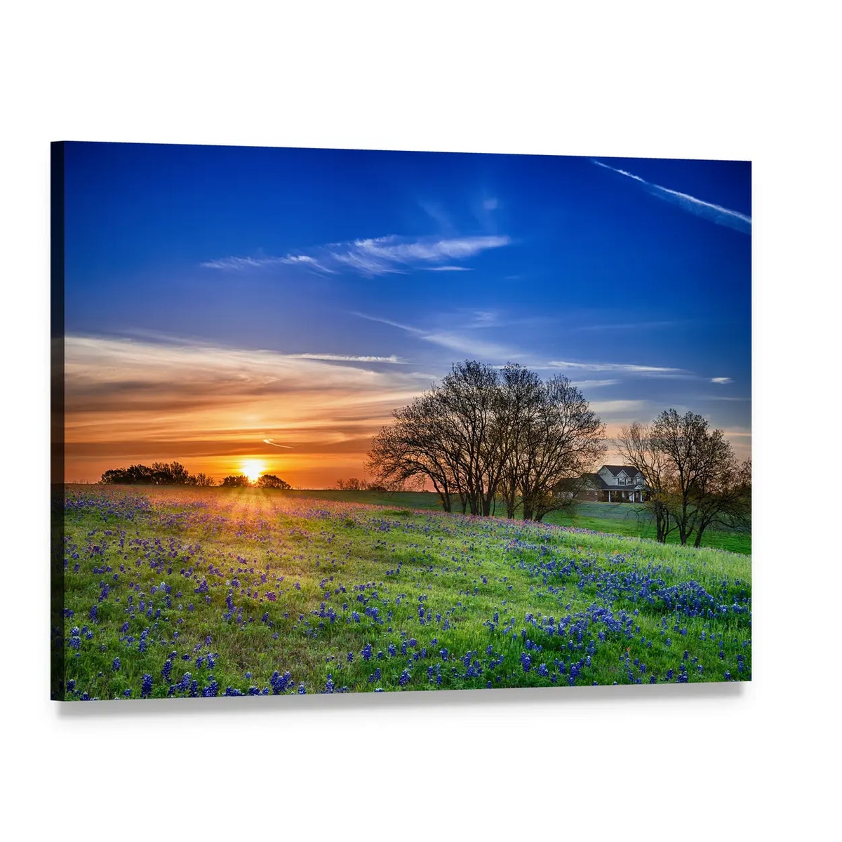 Bluebonnet Field at Sunset Canvas Wall Art, single panel gallery wrapped canvas, angled product view