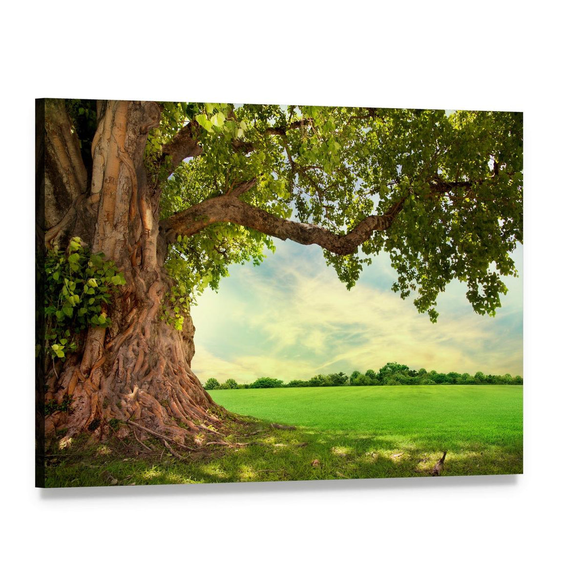 Spring Meadow with Big Tree Canvas Wall Art, single panel gallery wrapped canvas, angled product view