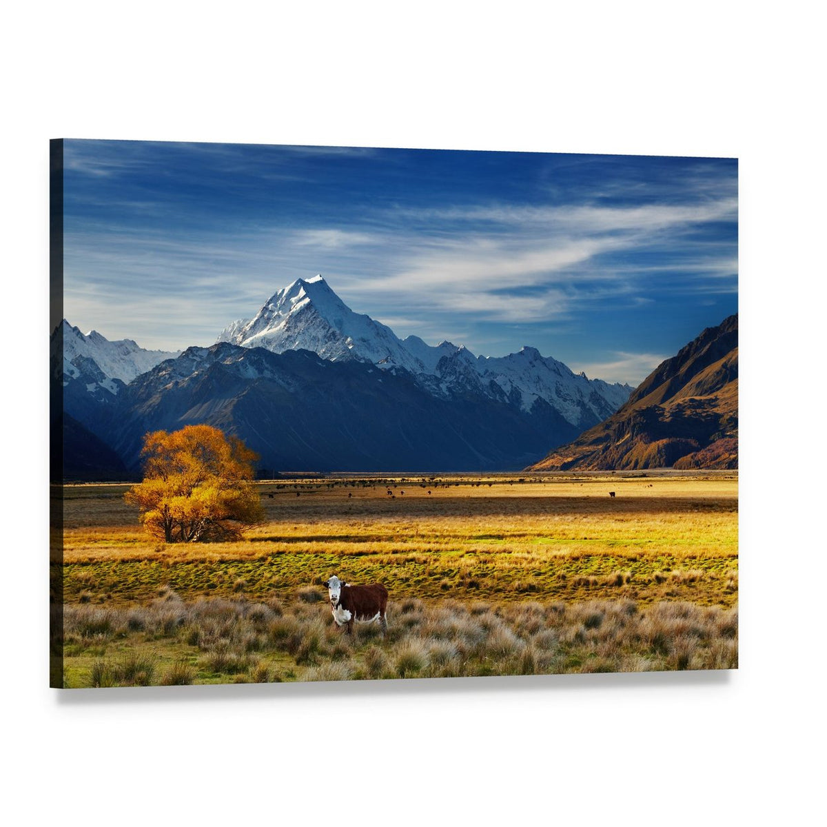 Cow by Snow-capped Mountain Canvas Wall Art, single panel gallery wrapped canvas, angled product view