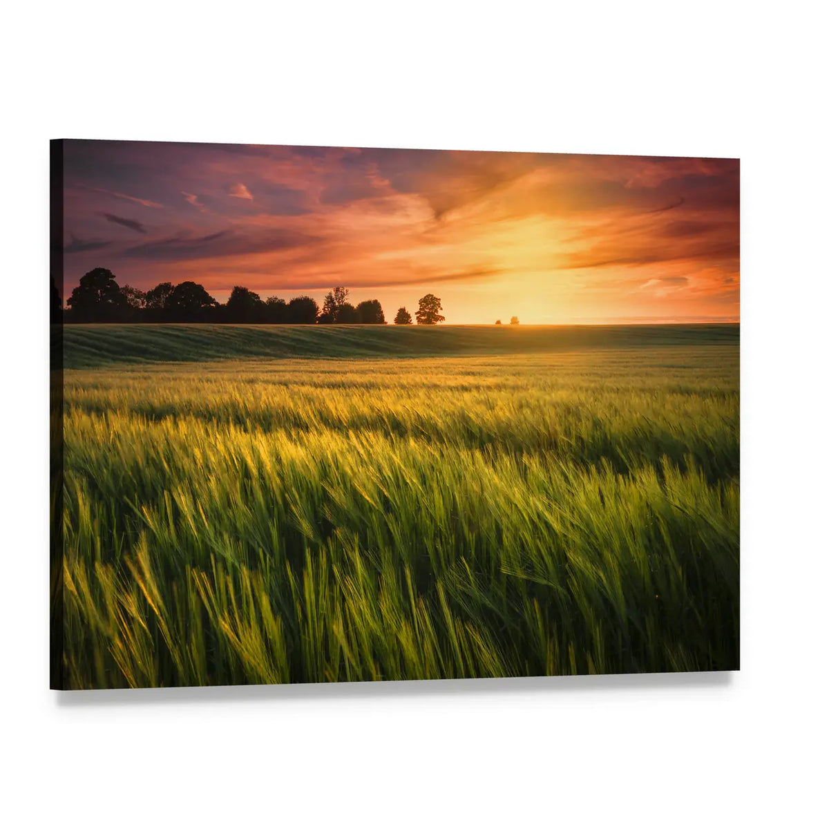 Sunset Over a Wheat Field Canvas Wall Art, single panel gallery wrapped canvas, angled product view