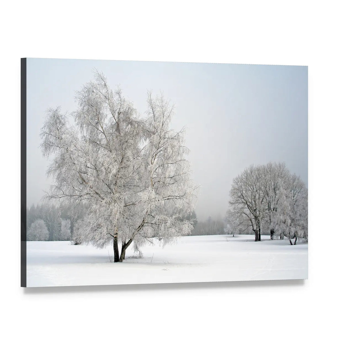 Frosted Trees in Snowy Field Canvas Wall Art, single panel gallery wrapped canvas, angled product view