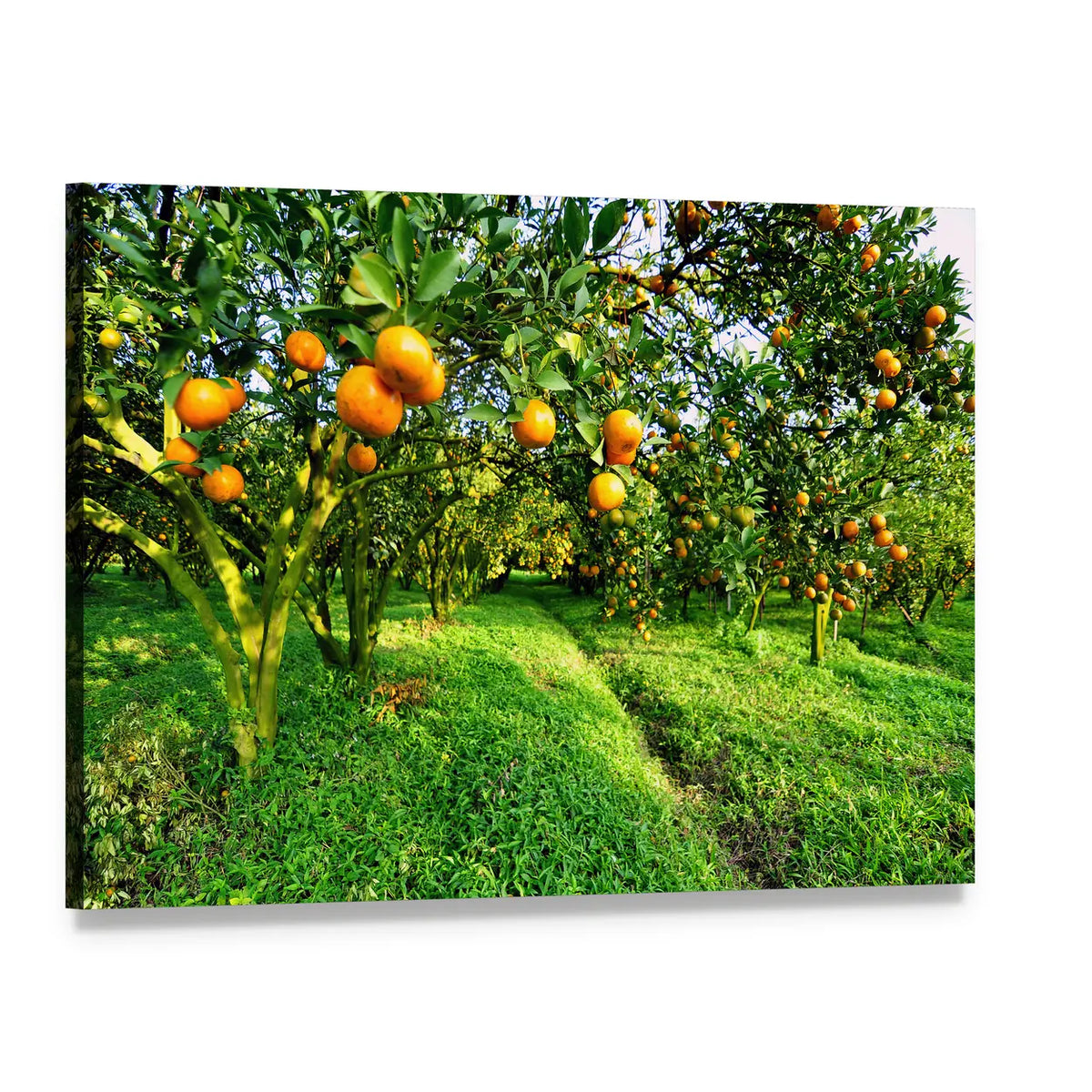 Orange Orchard with Grassy Path Canvas Wall Art, single panel gallery wrapped canvas, angled product view
