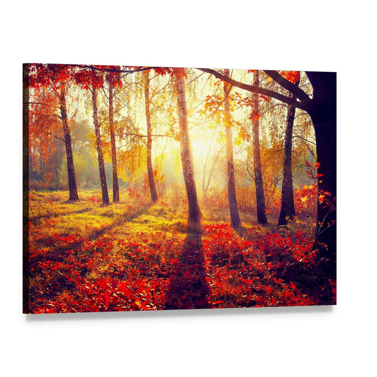 Autumn Trees with Sunbeams Canvas Wall Art, single panel gallery wrapped canvas, angled product view
