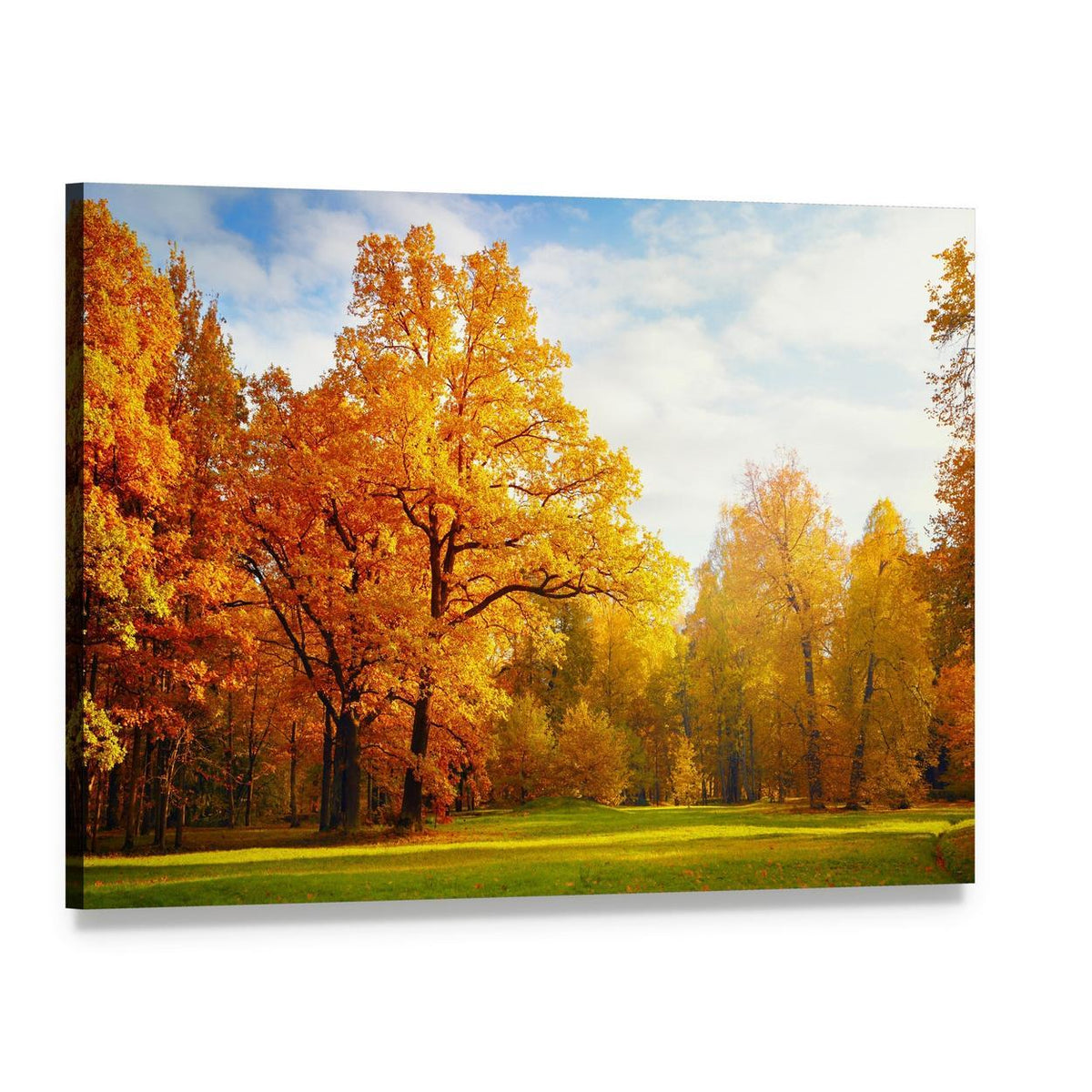 Trees in Autumn Landscape Canvas Wall Art, single panel gallery wrapped canvas, angled product view