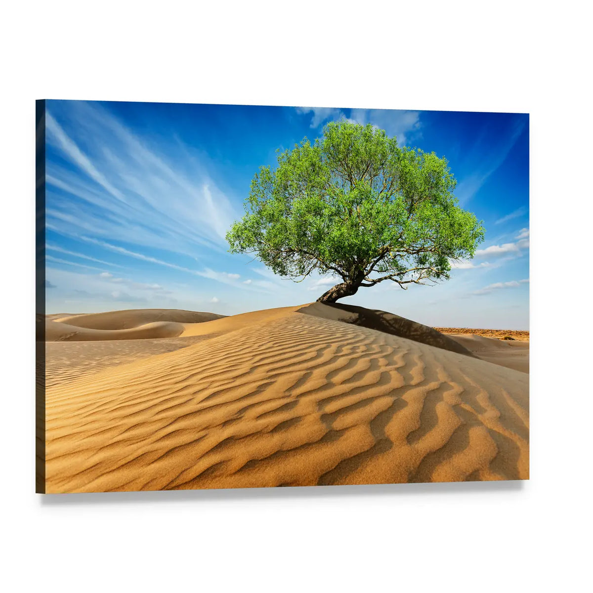 Green Tree in Desert Canvas Wall Art, single panel gallery wrapped canvas, angled product view