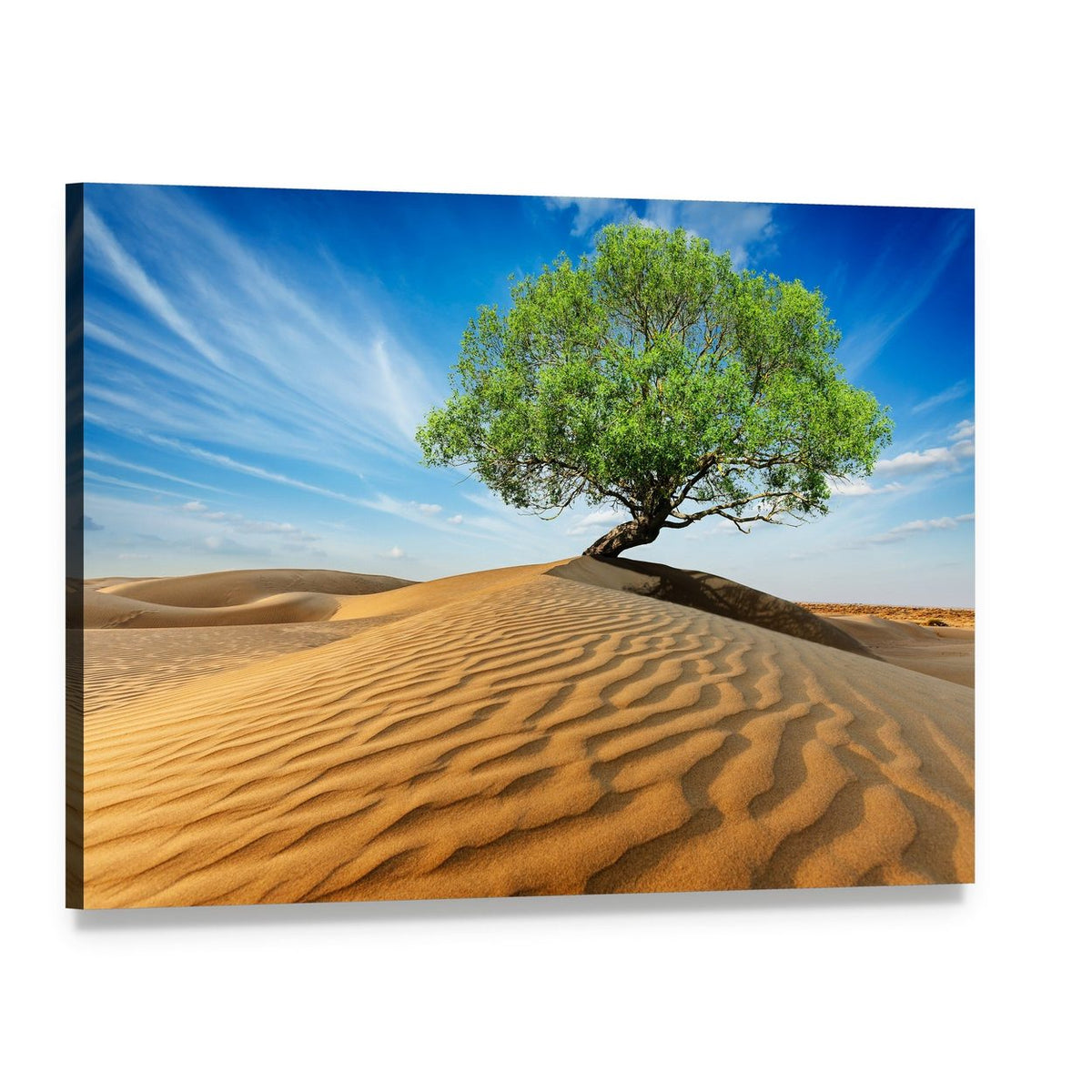 Desert Tree with Rippled Sand Dunes Canvas Wall Art, single panel gallery wrapped canvas, angled product view