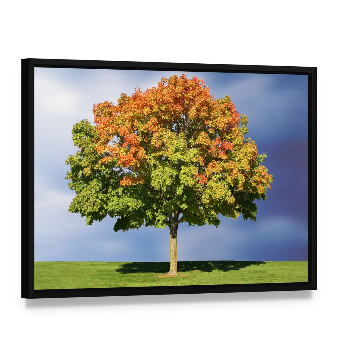 Maple Tree in Autumn Canvas Wall Art, framed canvas in a black floater frame, angled product view