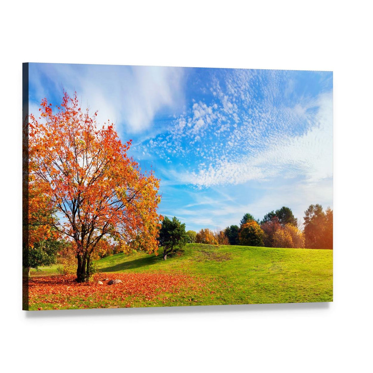 Autumn Tree on Grassy Hill Canvas Wall Art, single panel gallery wrapped canvas, angled product view