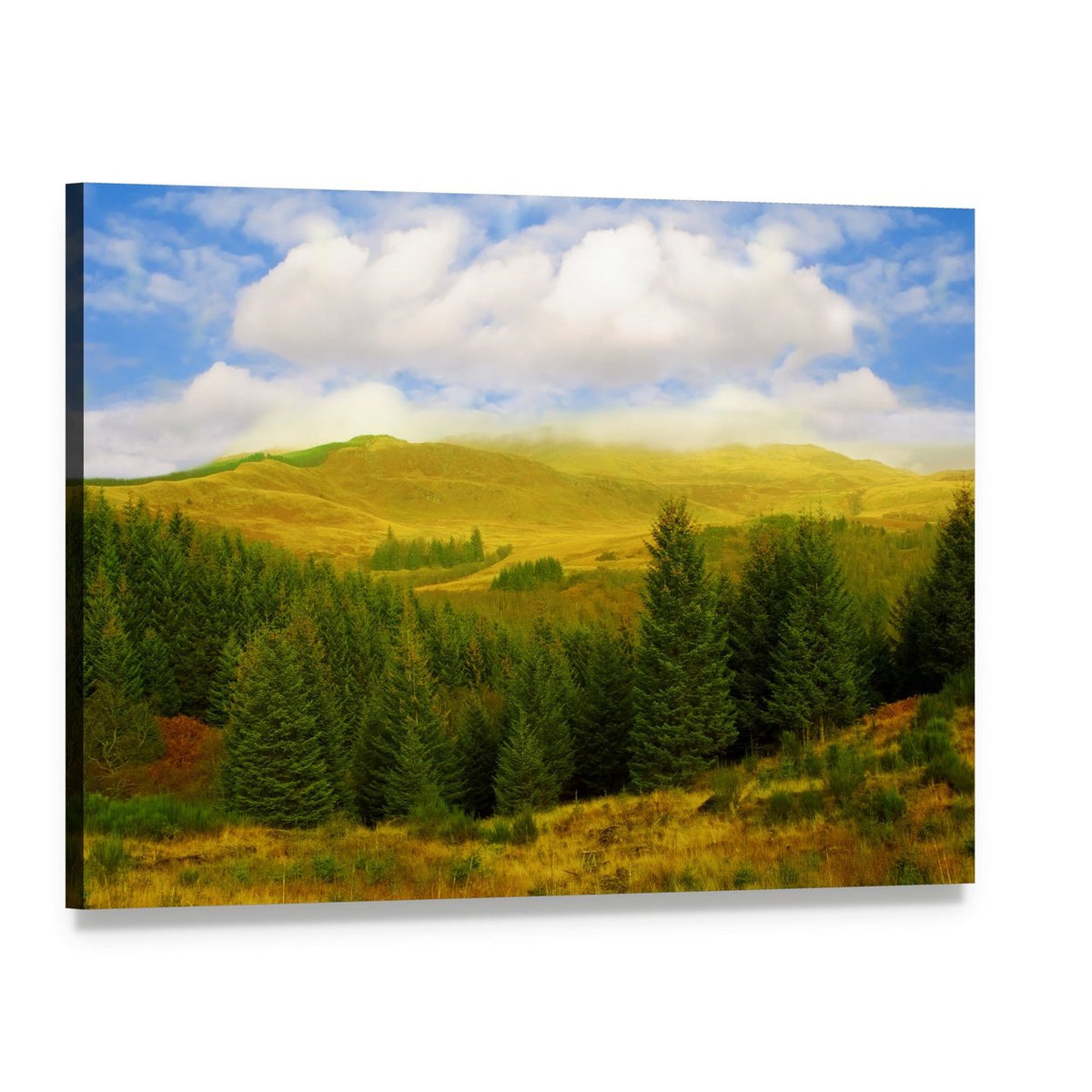 Queen Elizabeth Forest Park Landscape Canvas Wall Art, single panel gallery wrapped canvas, angled product view