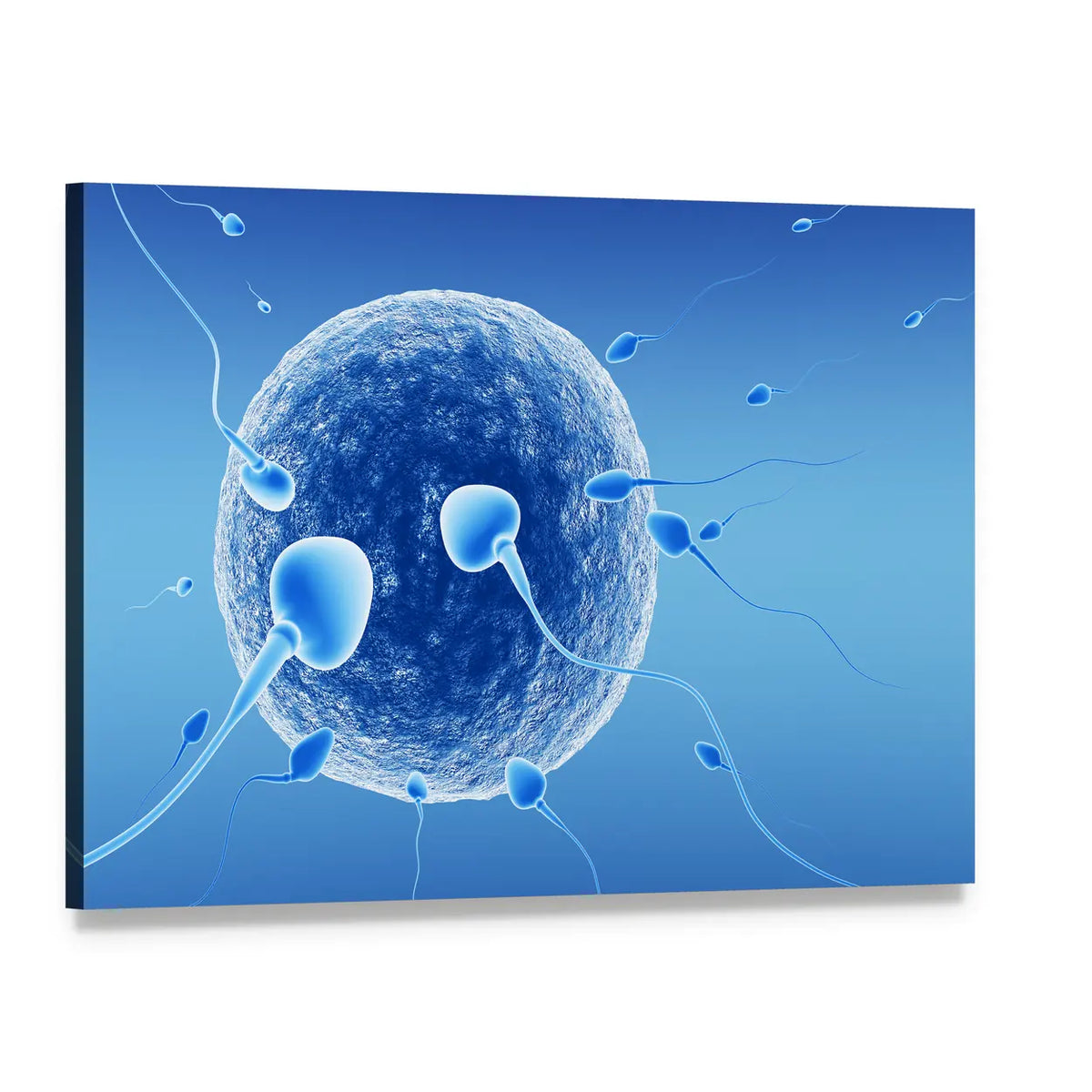 Human Egg and Sperm Cells Canvas Wall Art, single panel gallery wrapped canvas, angled product view
