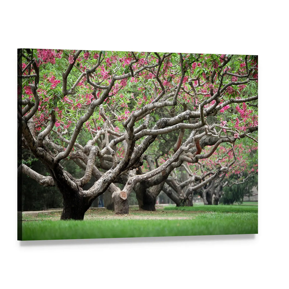 Peach Trees With Blooming Pink Flowers Canvas Wall Art, single panel gallery wrapped canvas, angled product view