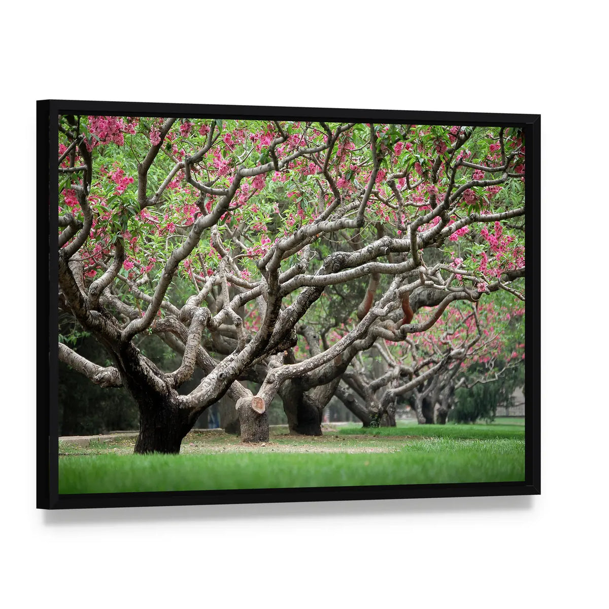 Peach Trees With Blooming Pink Flowers Canvas Wall Art, framed canvas in a black floater frame, angled product view