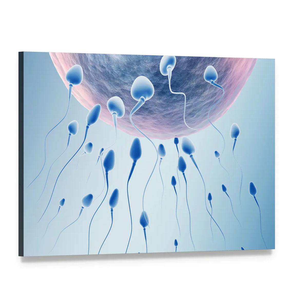 Sperm Hitting Egg Canvas Wall Art, single panel gallery wrapped canvas, angled product view