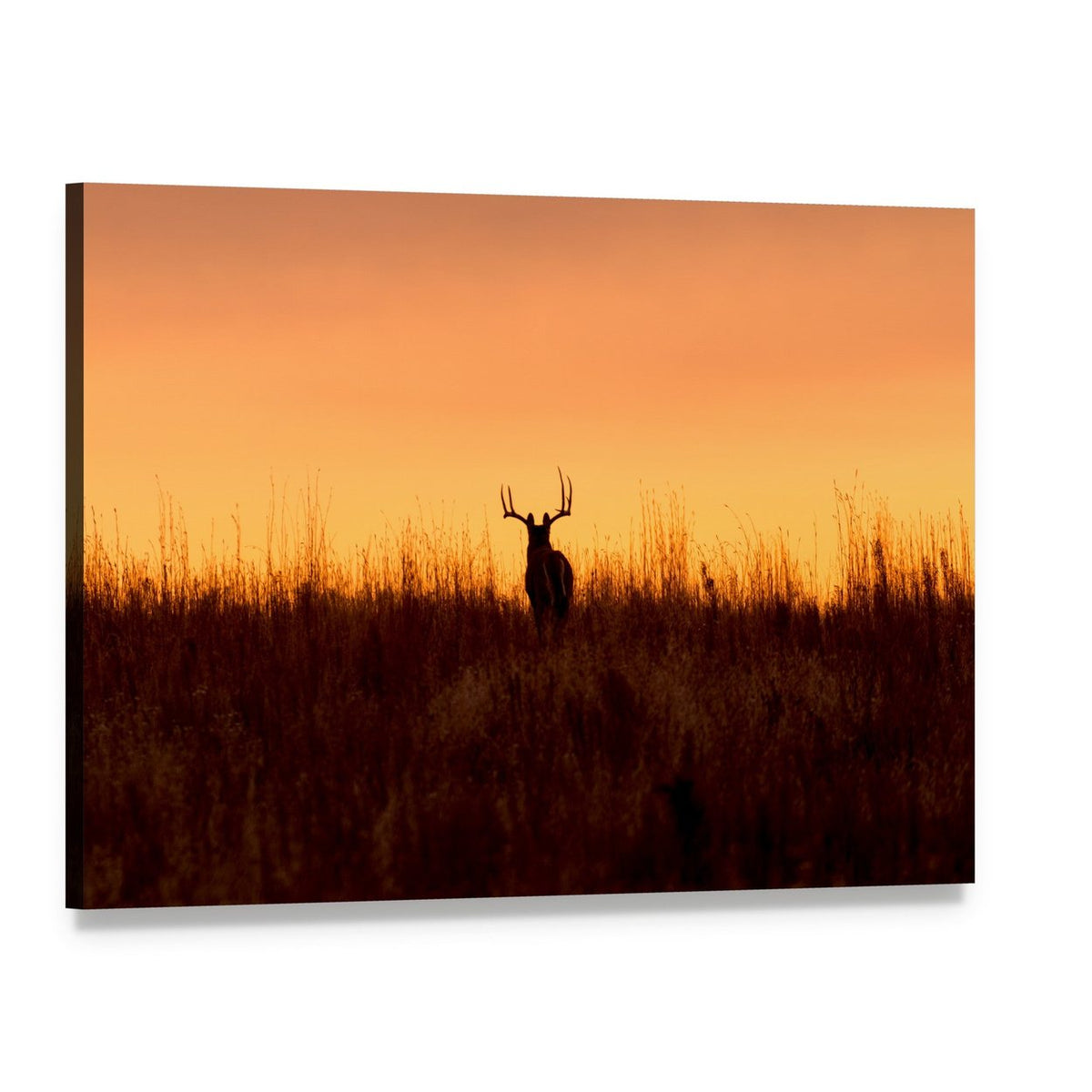 Whitetail Buck in the Sunrise Canvas Wall Art, single panel gallery wrapped canvas, angled product view