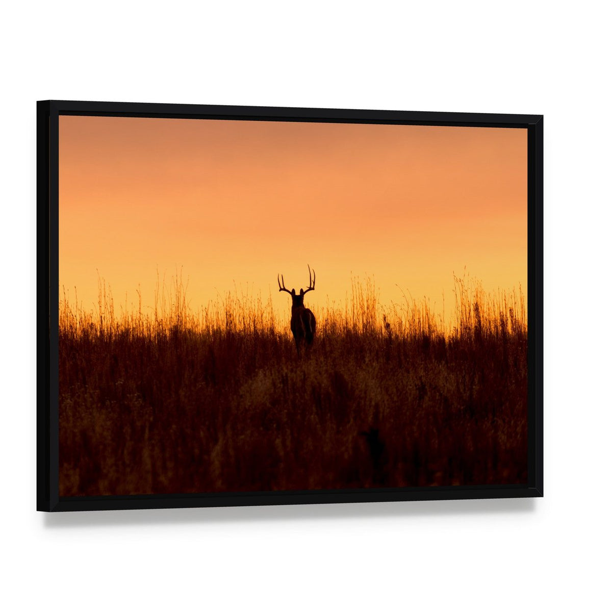 Whitetail Buck in the Sunrise Canvas Wall Art, framed canvas in a black floater frame, angled product view