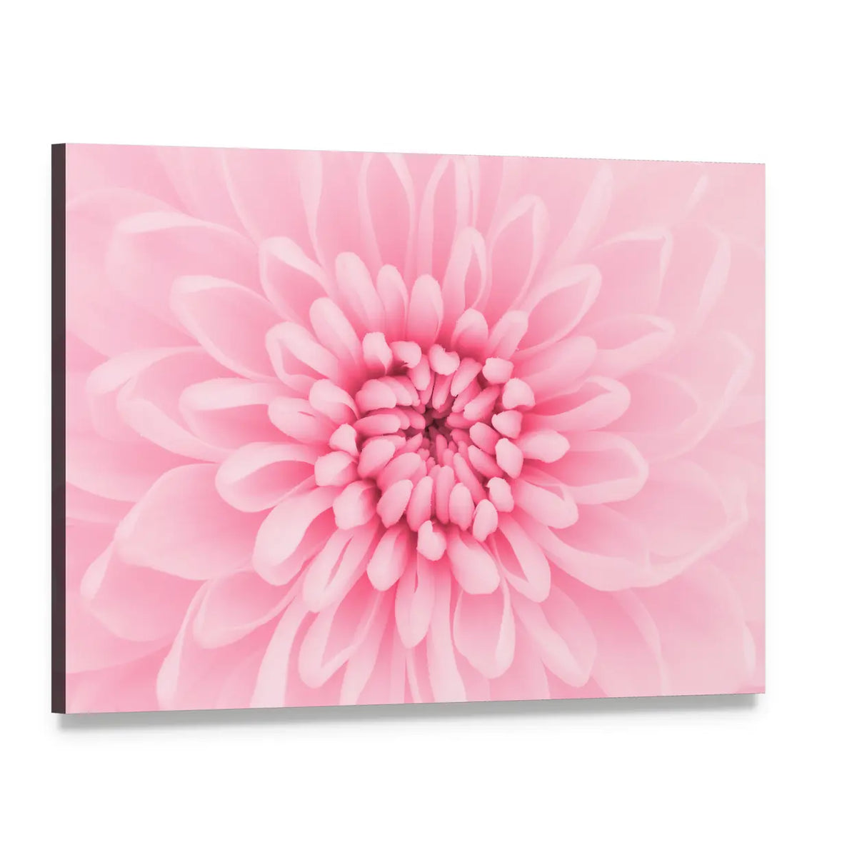 Pink Chrysanthemum Petals Canvas Wall Art, single panel gallery wrapped canvas, angled product view