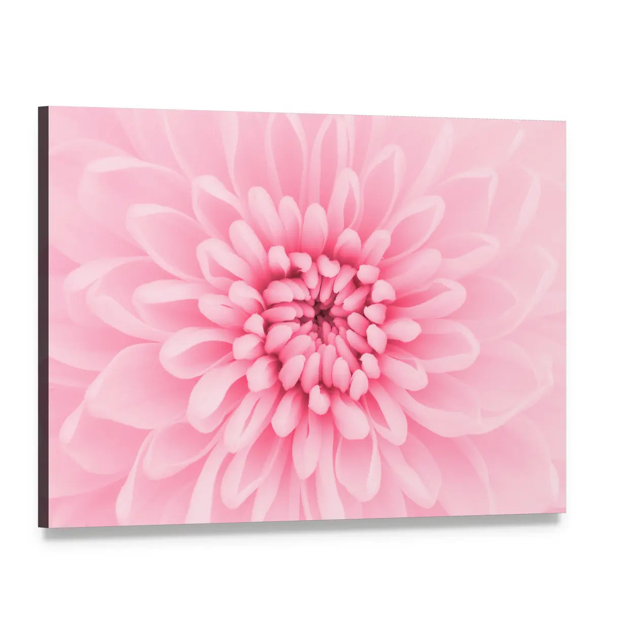 Pink Chrysanthemum Petals Canvas Wall Art, single panel gallery wrapped canvas, angled product view