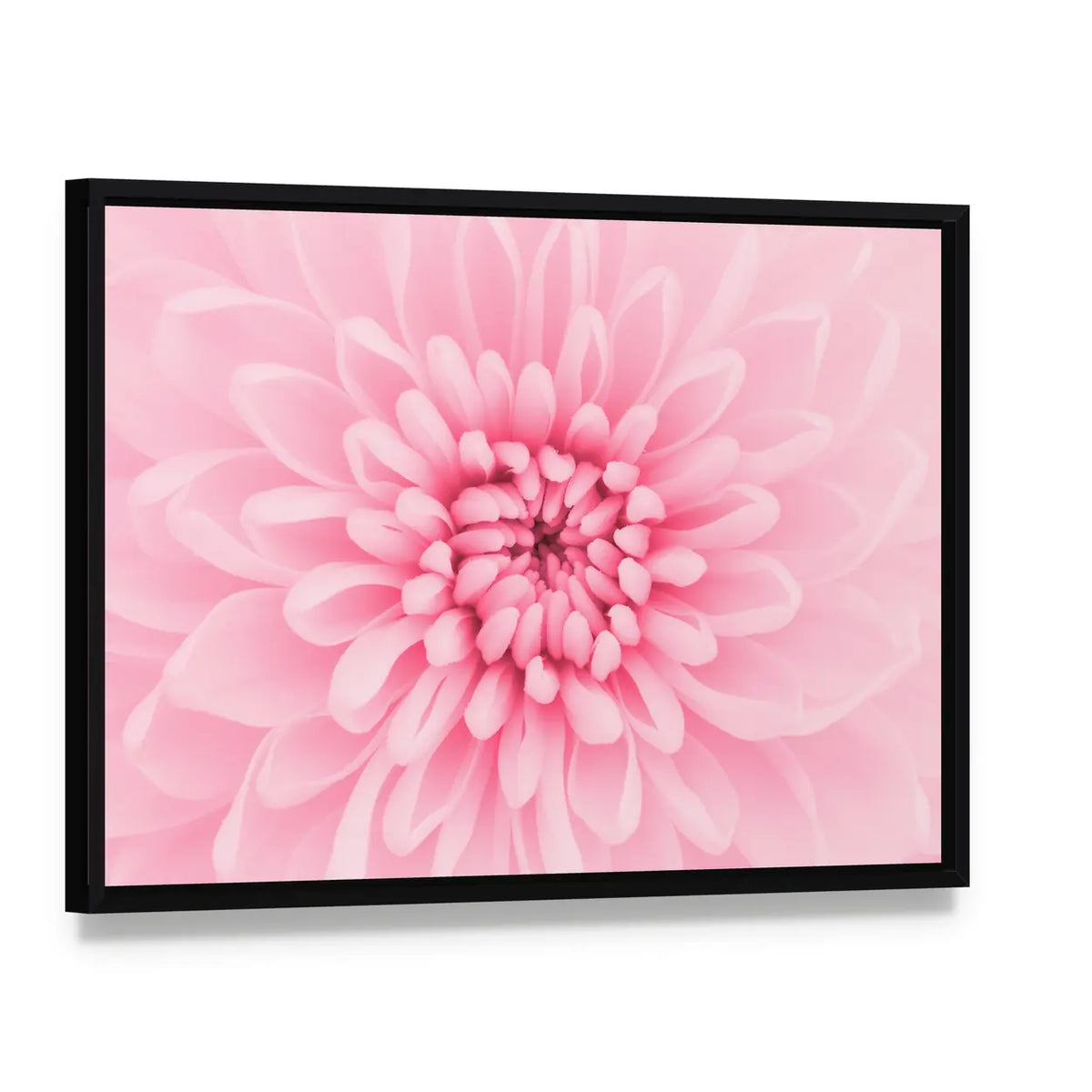 Pink Chrysanthemum Petals Canvas Wall Art, framed canvas in a black floater frame, angled product view
