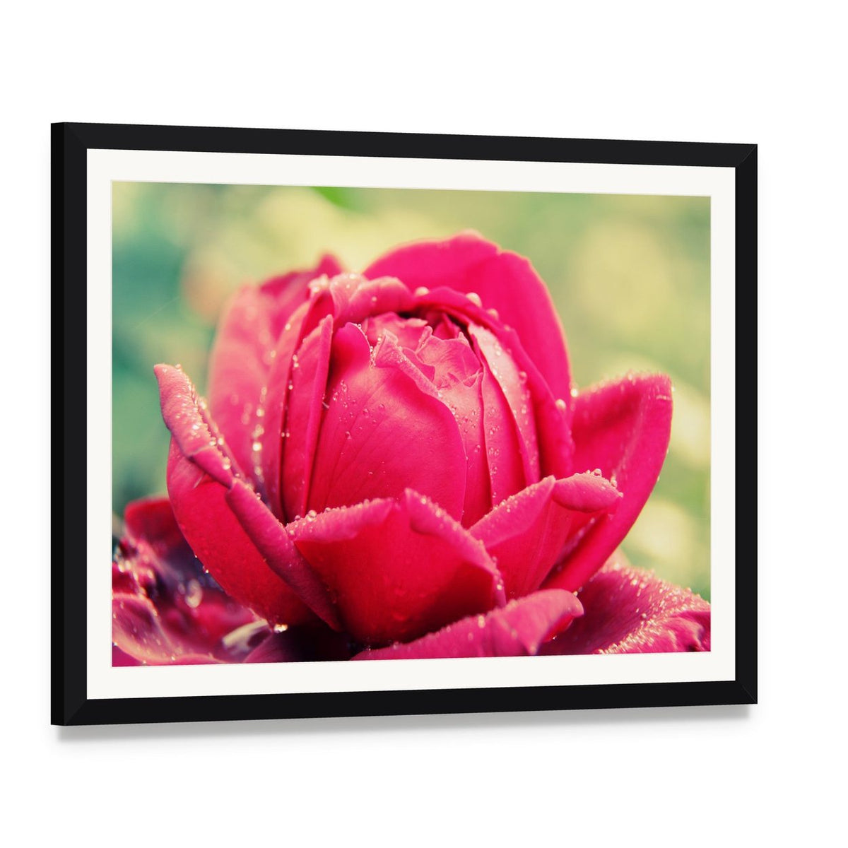 Close Up of Flower Canvas Wall Art, framed print with white mat and black frame, angled product view