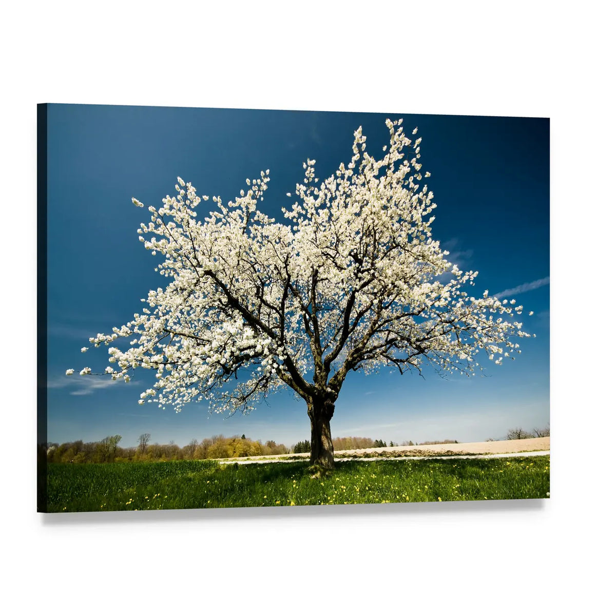 Single Blossoming Tree in Spring Canvas Wall Art, single panel gallery wrapped canvas, angled product view