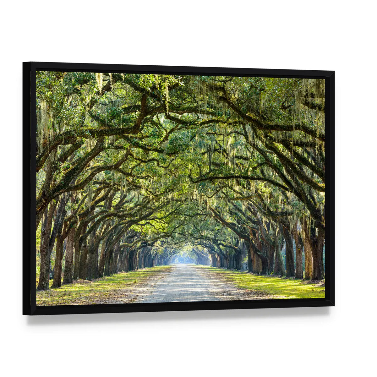 Wormsloe Live Oak Tree Tunnel Canvas Wall Art, framed canvas in a black floater frame, angled product view