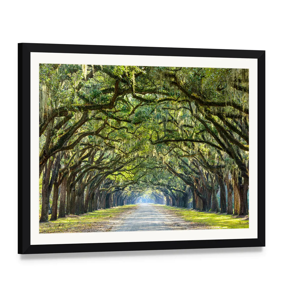 Wormsloe Live Oak Tree Tunnel Canvas Wall Art, framed print with white mat and black frame, angled product view