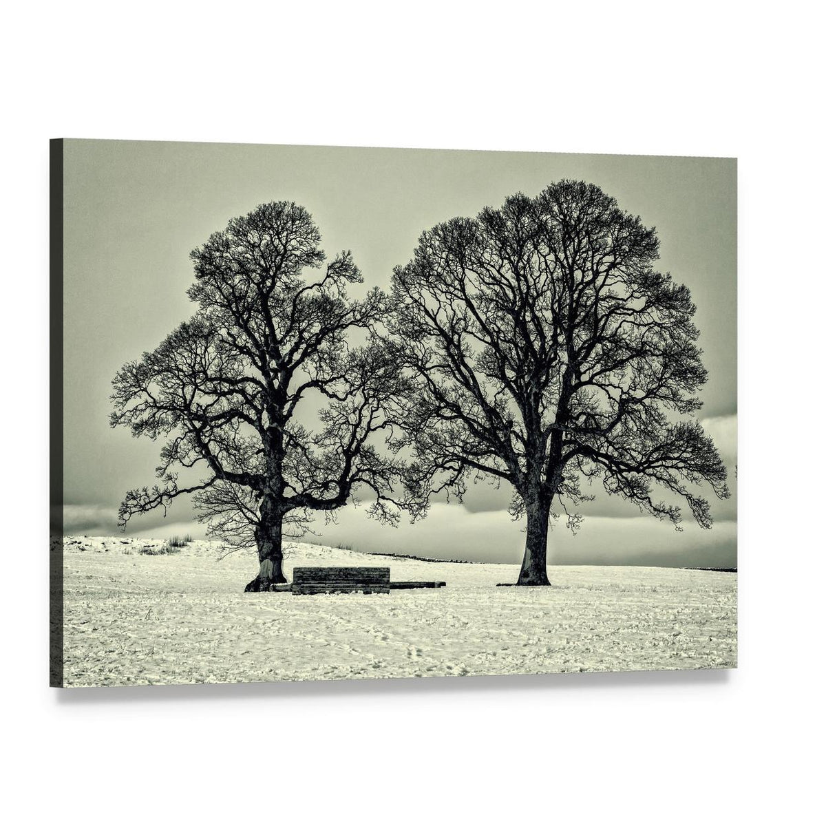 Winter Trees in the Scottish Borders Canvas Wall Art, single panel gallery wrapped canvas, angled product view
