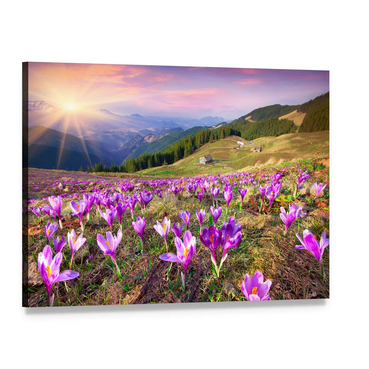 Field of Purple Crocuses at Sunrise Canvas Wall Art, single panel gallery wrapped canvas, angled product view