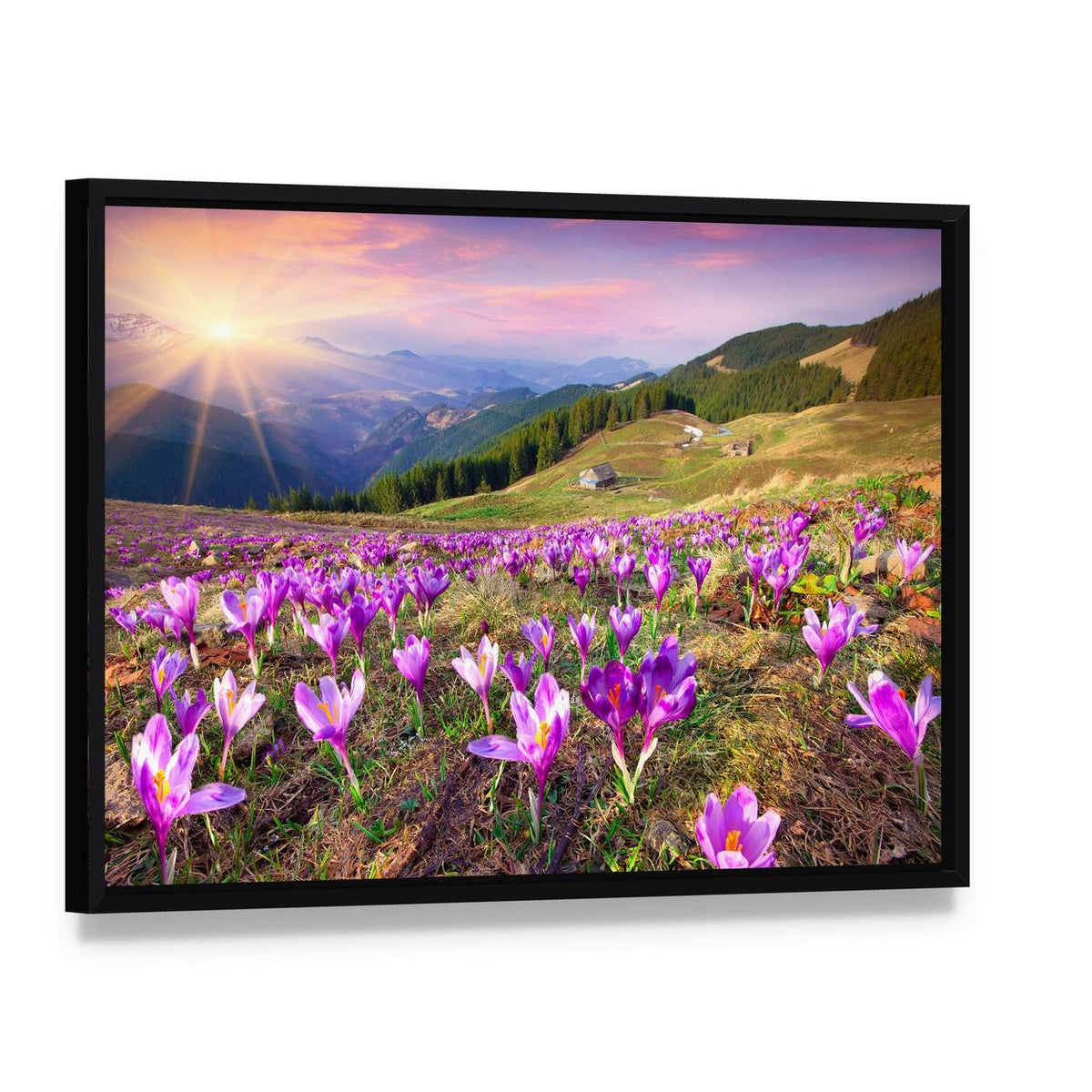Blossom of Crocuses Canvas Wall Art, framed canvas in a black floater frame, angled product view