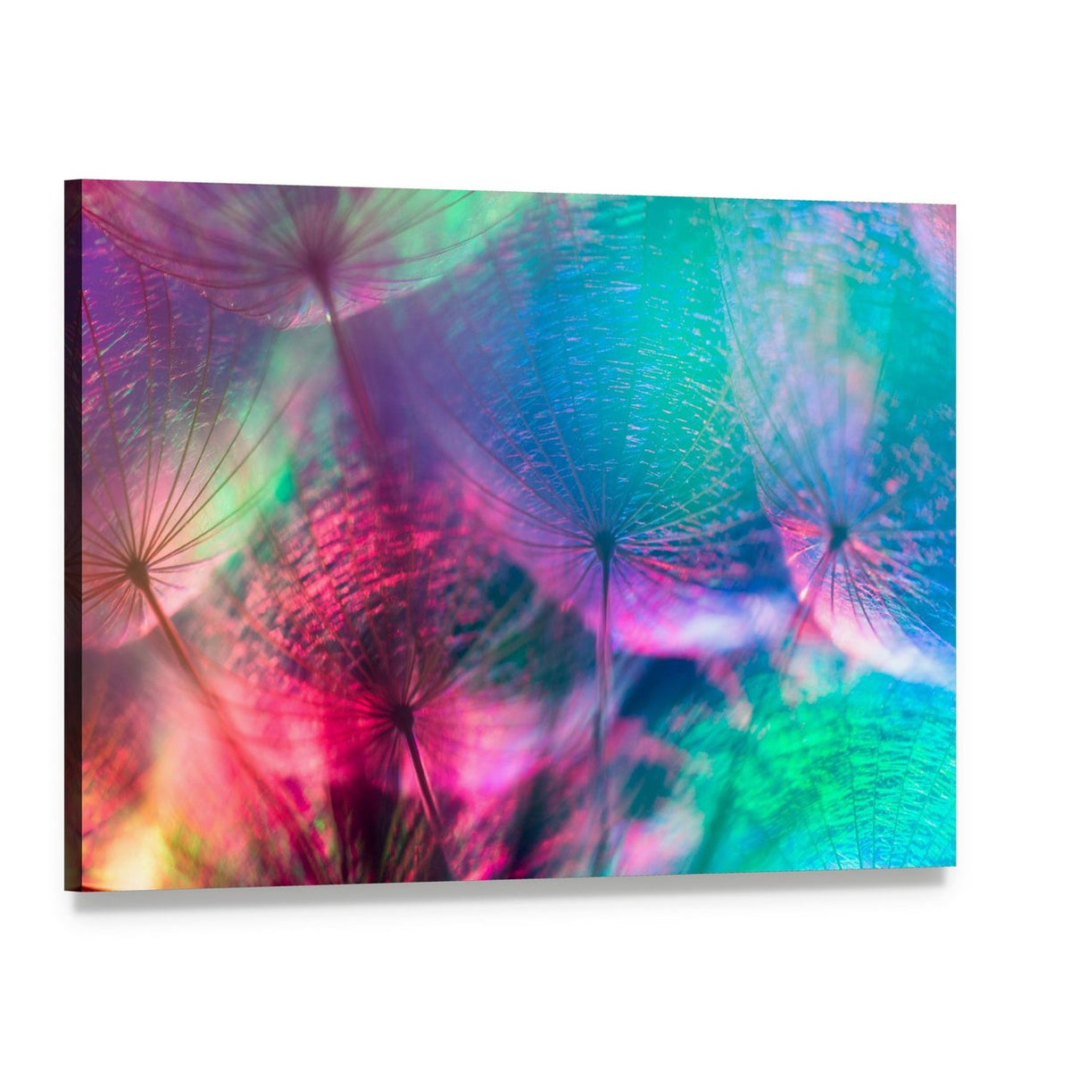 Vivid Color Abstract Dandelion Flower Canvas Wall Art, single panel gallery wrapped canvas, angled product view