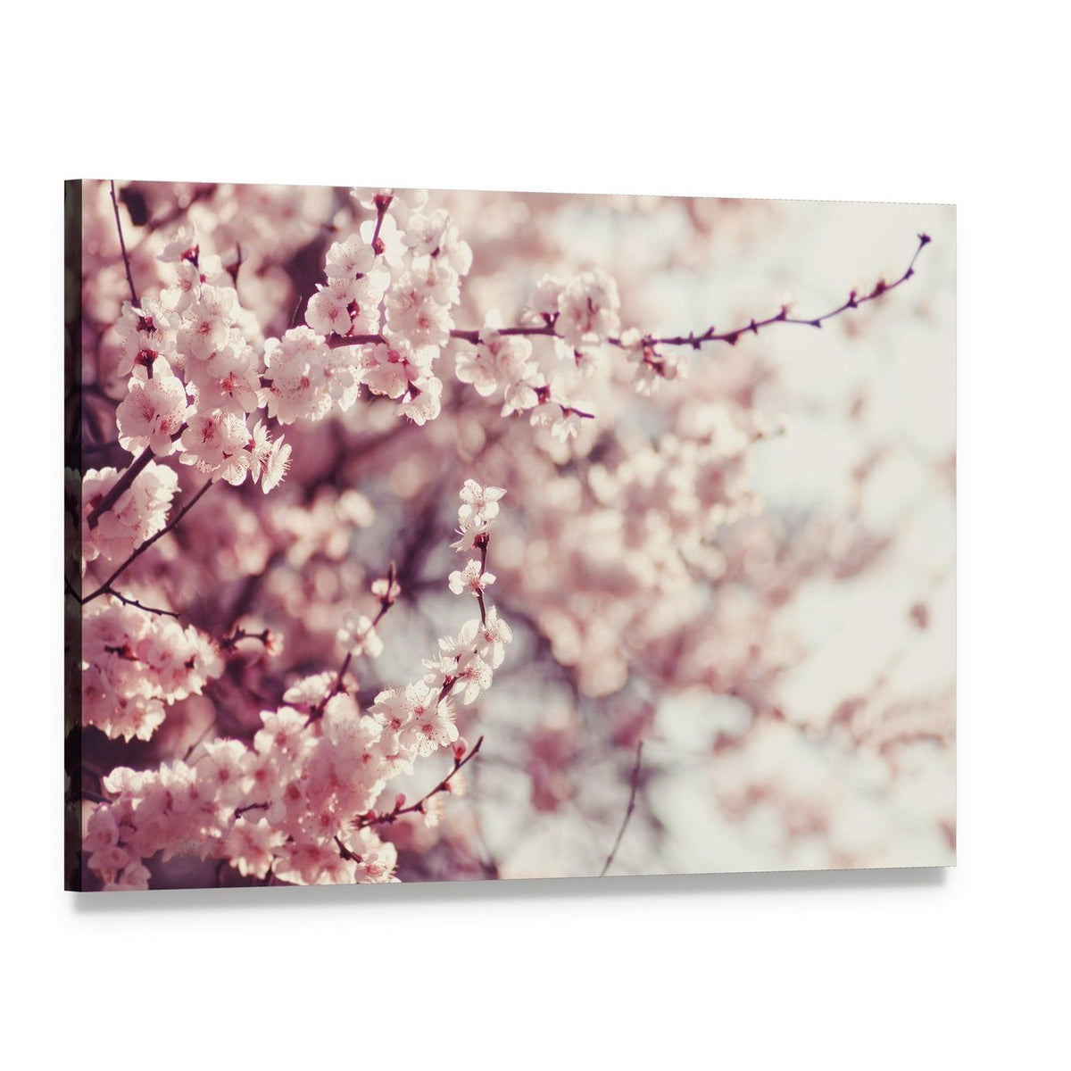Pink Cherry Blossoms Flowers Canvas Wall Art, single panel gallery wrapped canvas, angled product view