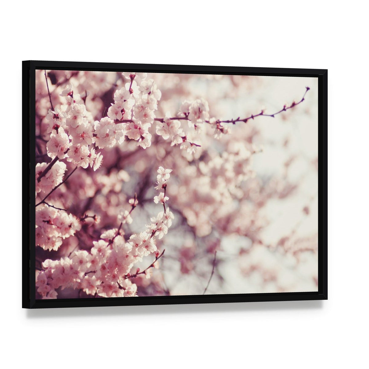 Pink Cherry Blossoms Flowers Canvas Wall Art, framed canvas in a black floater frame, angled product view