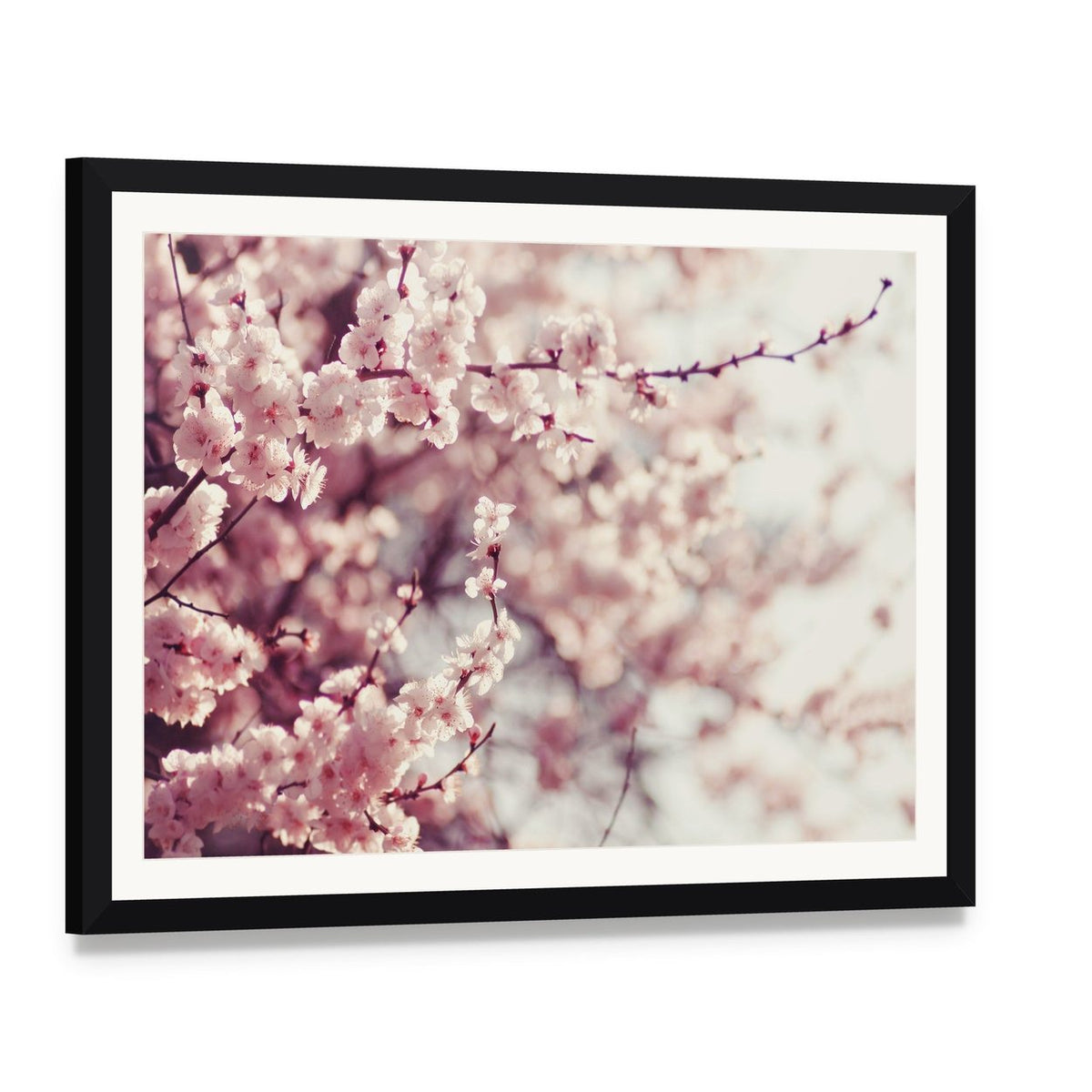 Pink Cherry Blossoms Flowers Canvas Wall Art, framed print with white mat and black frame, angled product view