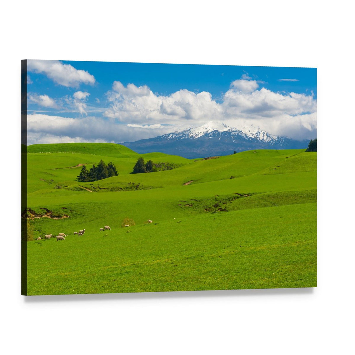 Rolling Green Hills with Grazing Sheep Canvas Wall Art, single panel gallery wrapped canvas, angled product view