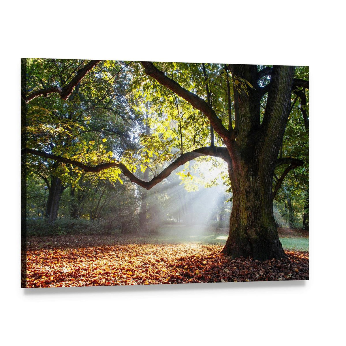 Serene Oak Tree in Autumn Light Canvas Wall Art, single panel gallery wrapped canvas, angled product view