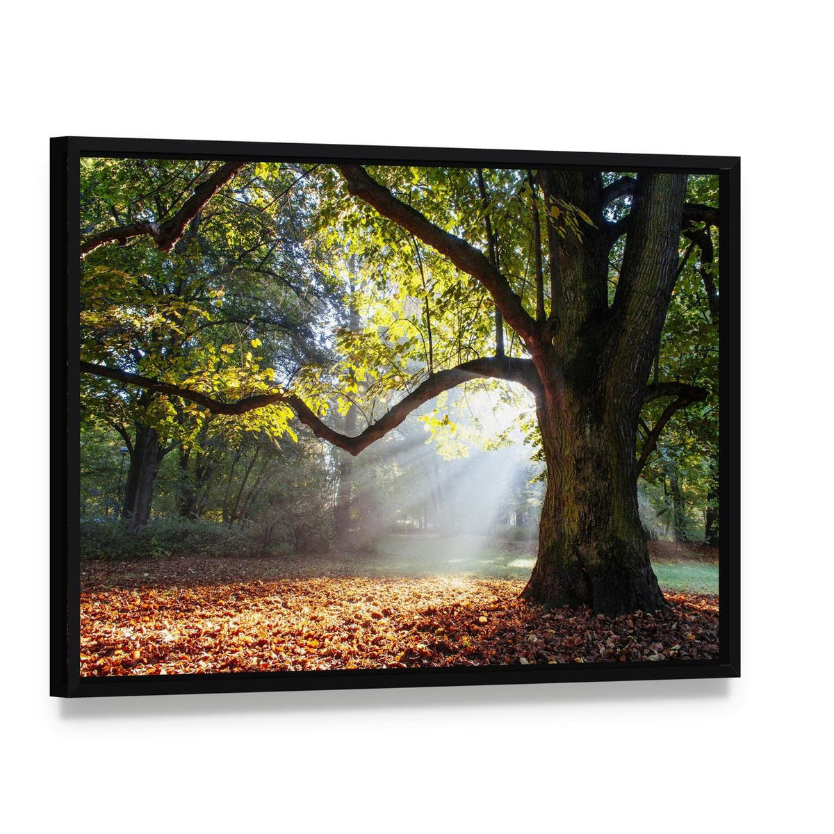 Serene Oak Tree in Autumn Light Canvas Wall Art, framed canvas in a black floater frame, angled product view