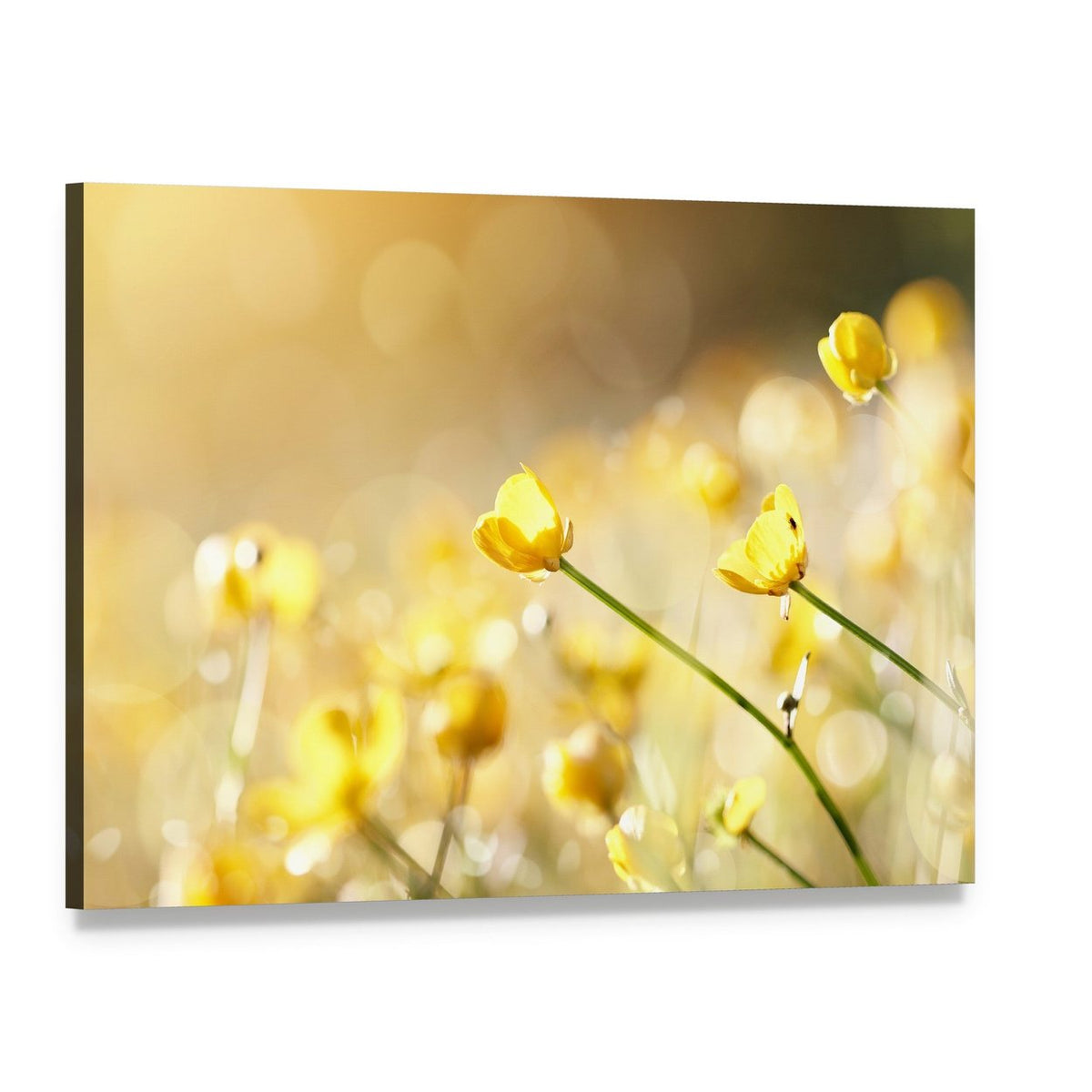 Yellow Flowers of a Buttercup Lit with the Sun Canvas Wall Art, single panel gallery wrapped canvas, angled product view