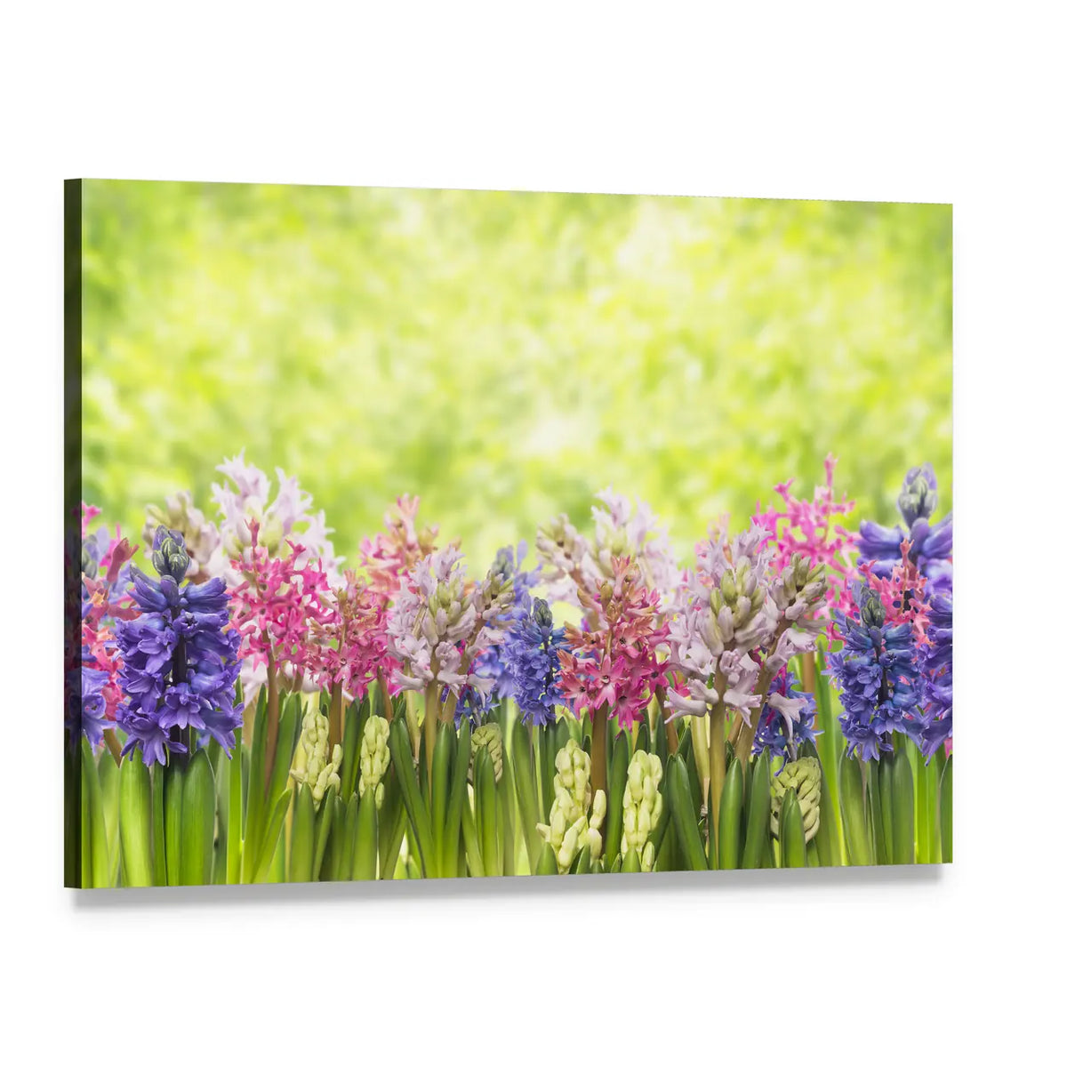 Blooming Spring Hyacinths Flowers Plant In Garden Canvas Wall Art, single panel gallery wrapped canvas, angled product view