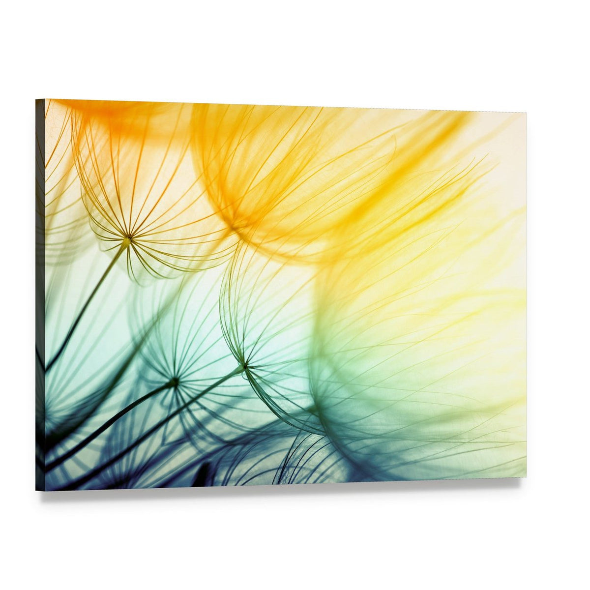 Dandelion Seed in Sunlight Canvas Wall Art, single panel gallery wrapped canvas, angled product view