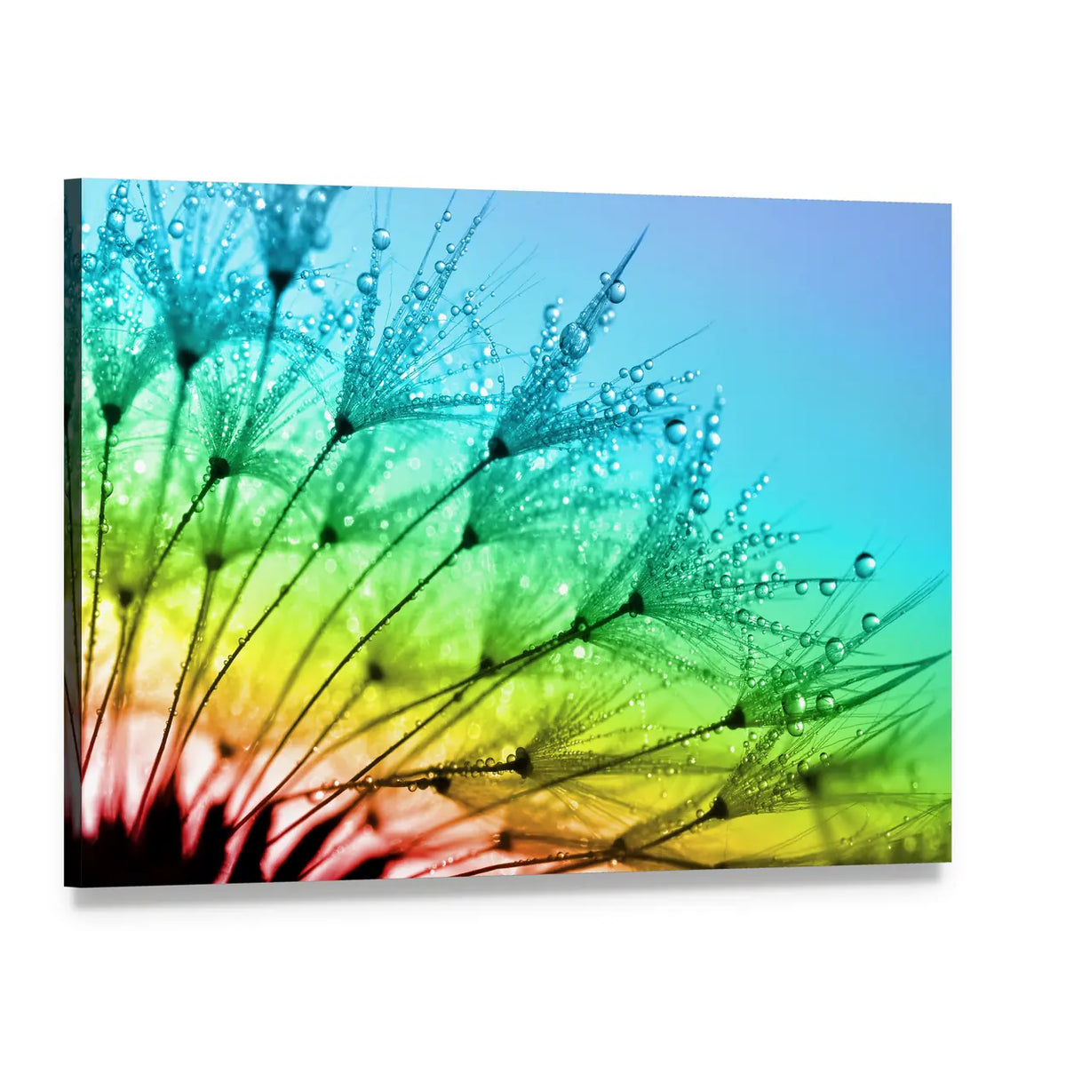 Dewy Dandelion Flower Close Up Canvas Wall Art, single panel gallery wrapped canvas, angled product view