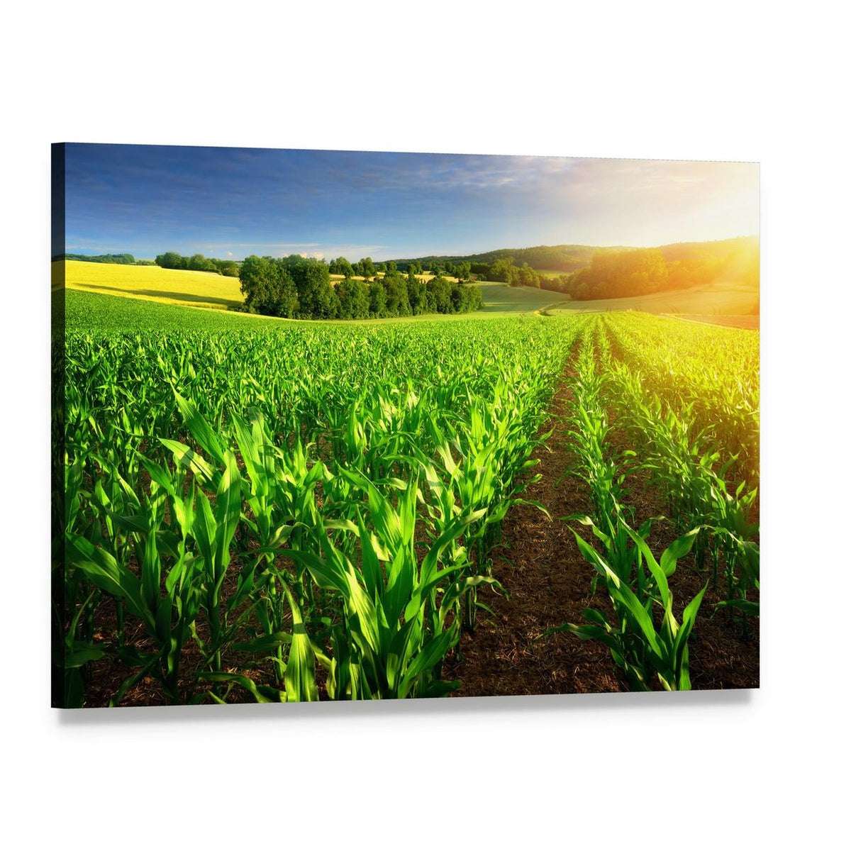 Rows of Young Corn Plants on a Fertile Field Canvas Wall Art, single panel gallery wrapped canvas, angled product view