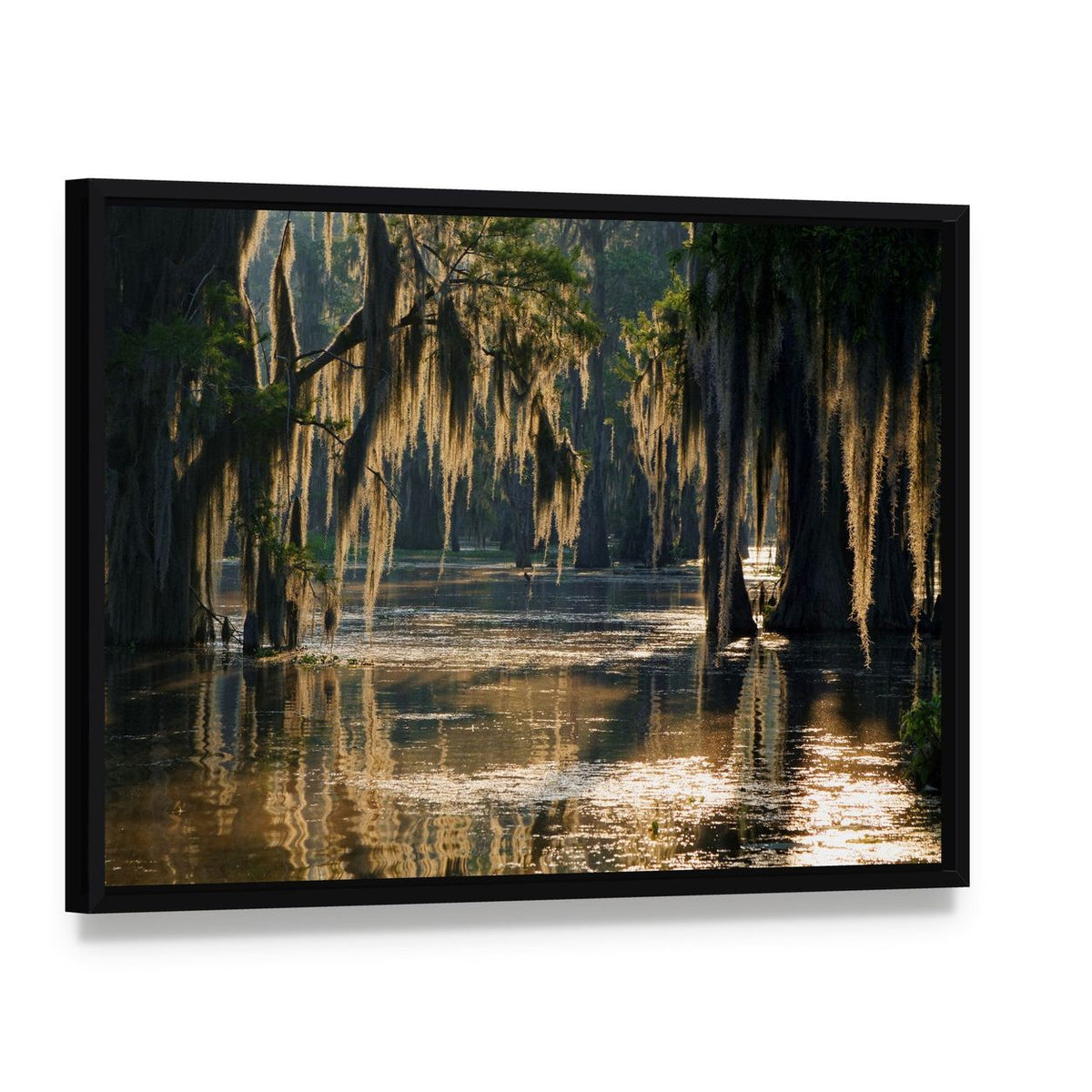 Spanish Moss in the Louisiana Bayou Canvas Wall Art, framed canvas in a black floater frame, angled product view