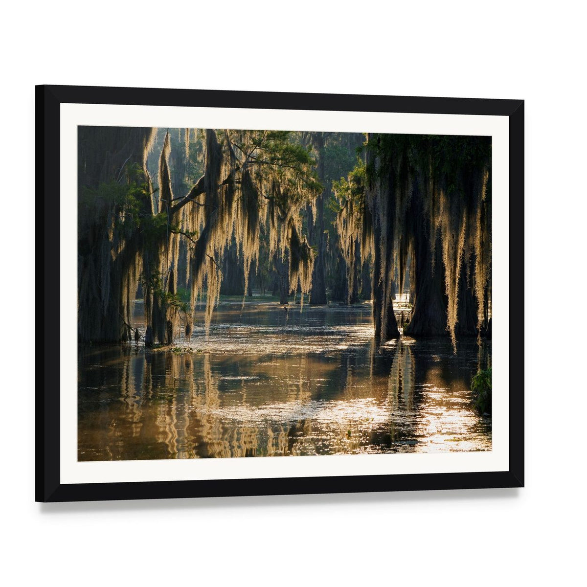 Spanish Moss in the Louisiana Bayou Canvas Wall Art, framed print with white mat and black frame, angled product view