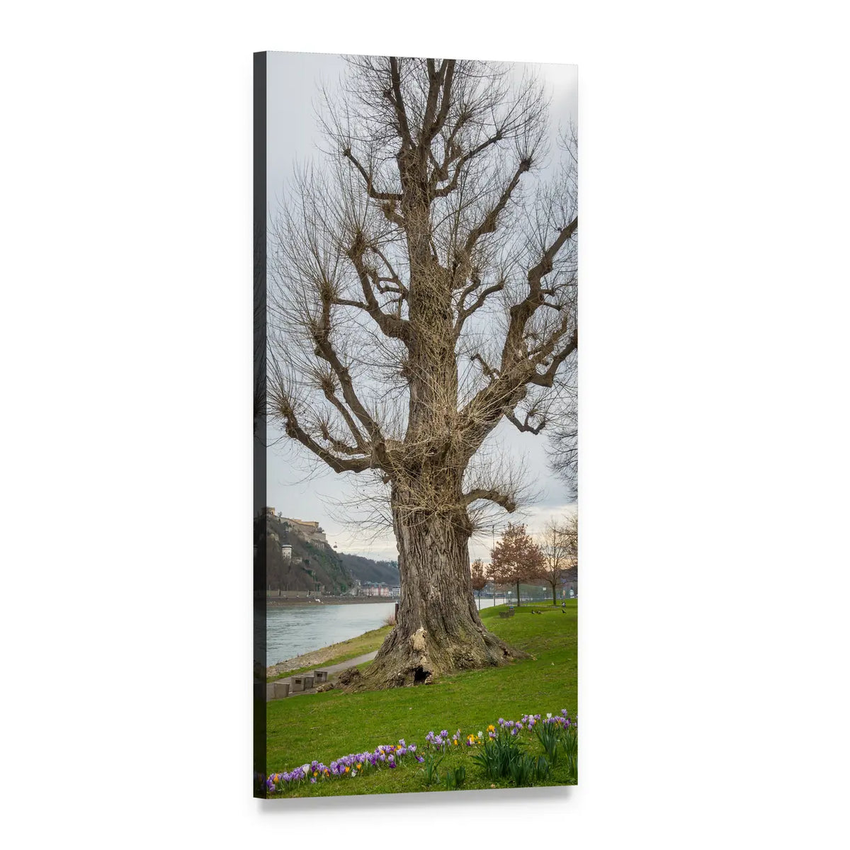Riverside Park with Spring Blossoms Vertical Canvas Wall Art, 1 panel 1 Vertical layout gallery wrapped canvas set, angled product view