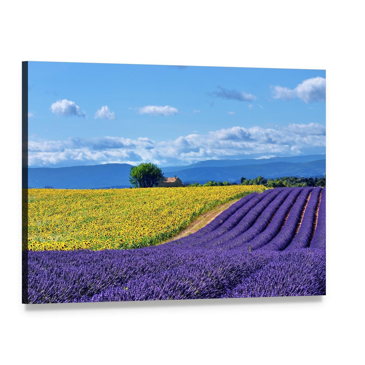 Lavender and Sunflower Countryside Landscape Canvas Wall Art, single panel gallery wrapped canvas, angled product view
