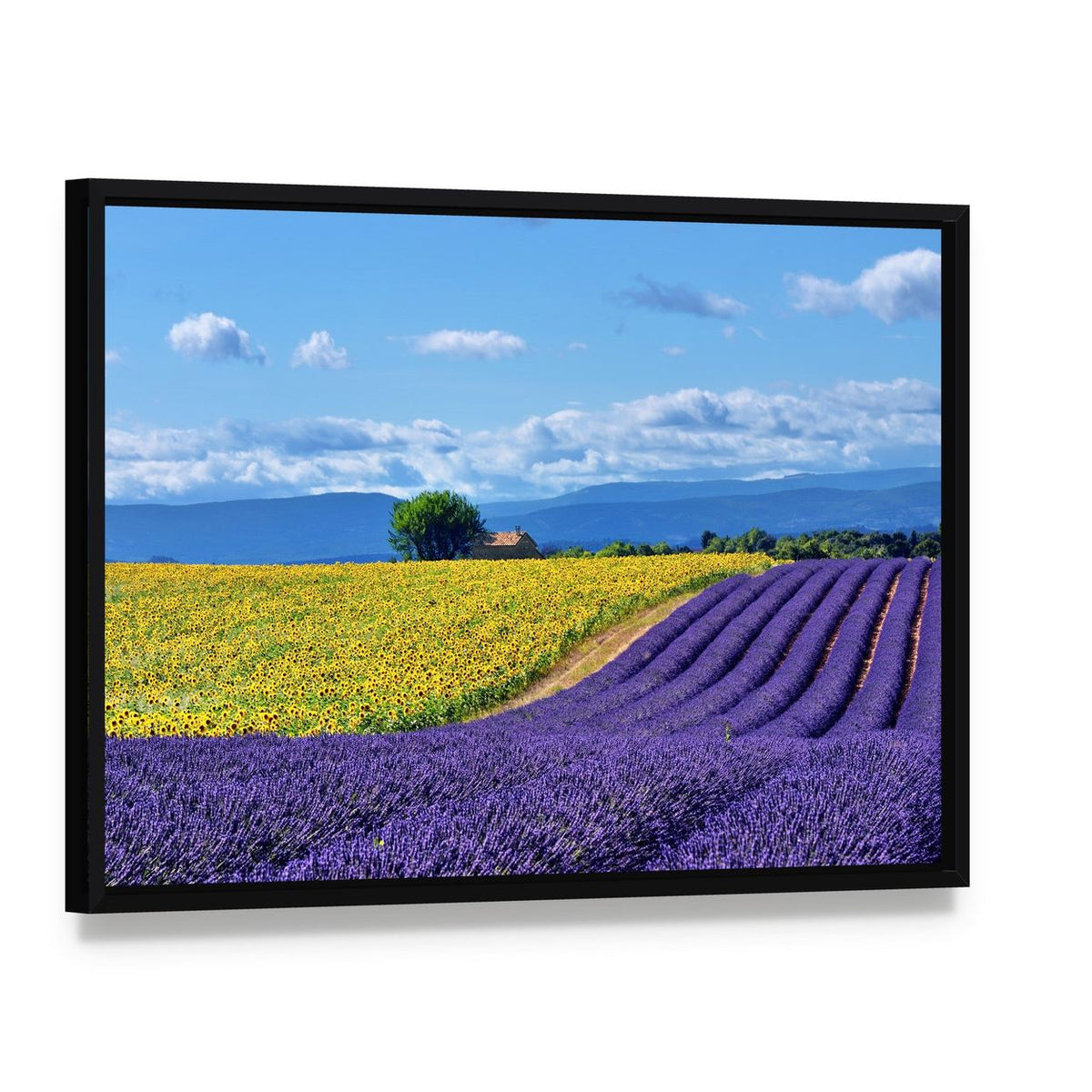 Lavender and Sunflower Countryside Landscape Canvas Wall Art, framed canvas in a black floater frame, angled product view