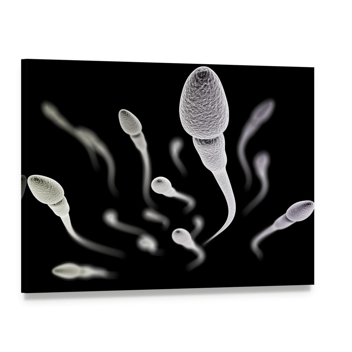 Microscopic Sperm Cell on Black Canvas Wall Art, single panel gallery wrapped canvas, angled product view