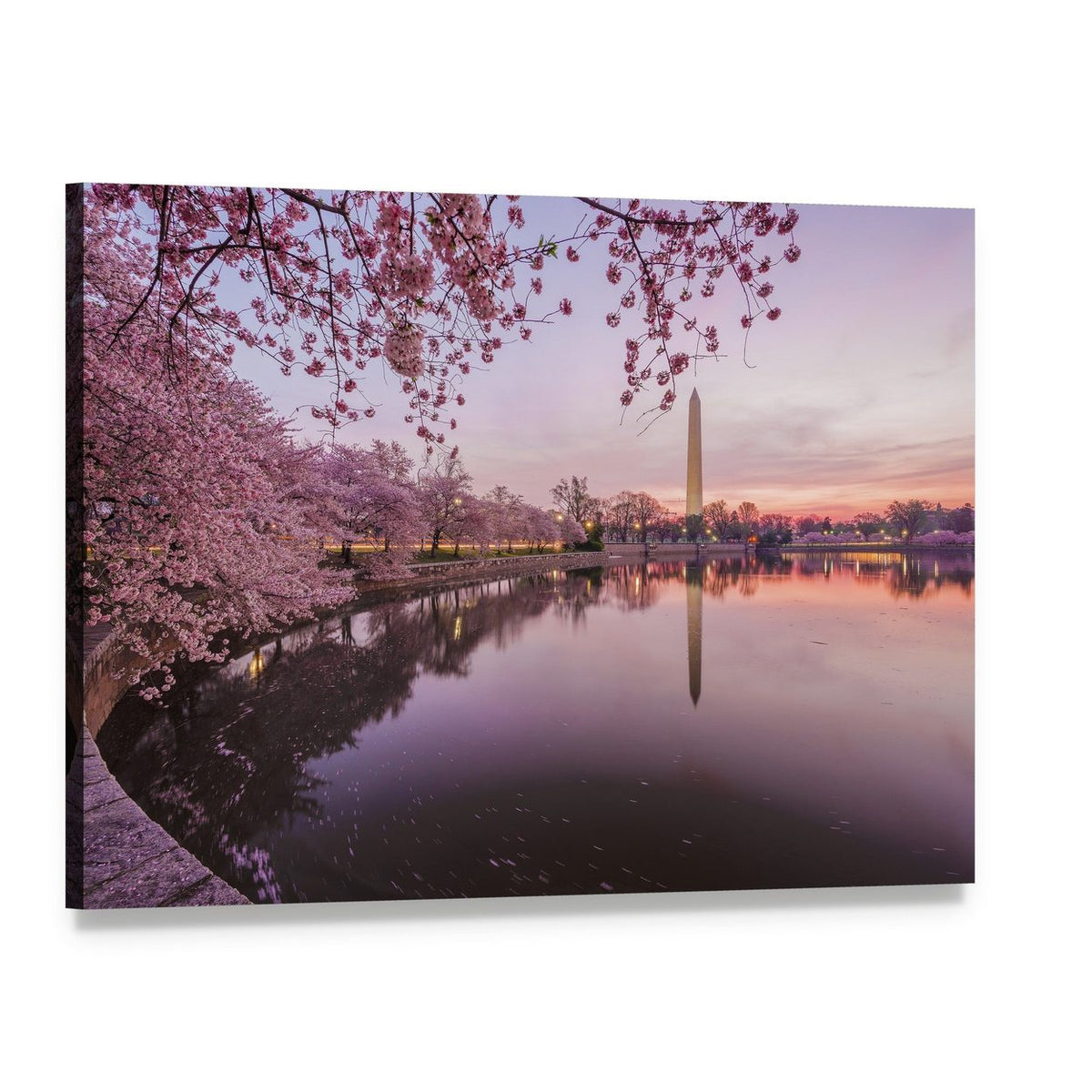 Cherry Blossoms by Washington Monument at Dawn Canvas Wall Art, single panel gallery wrapped canvas, angled product view