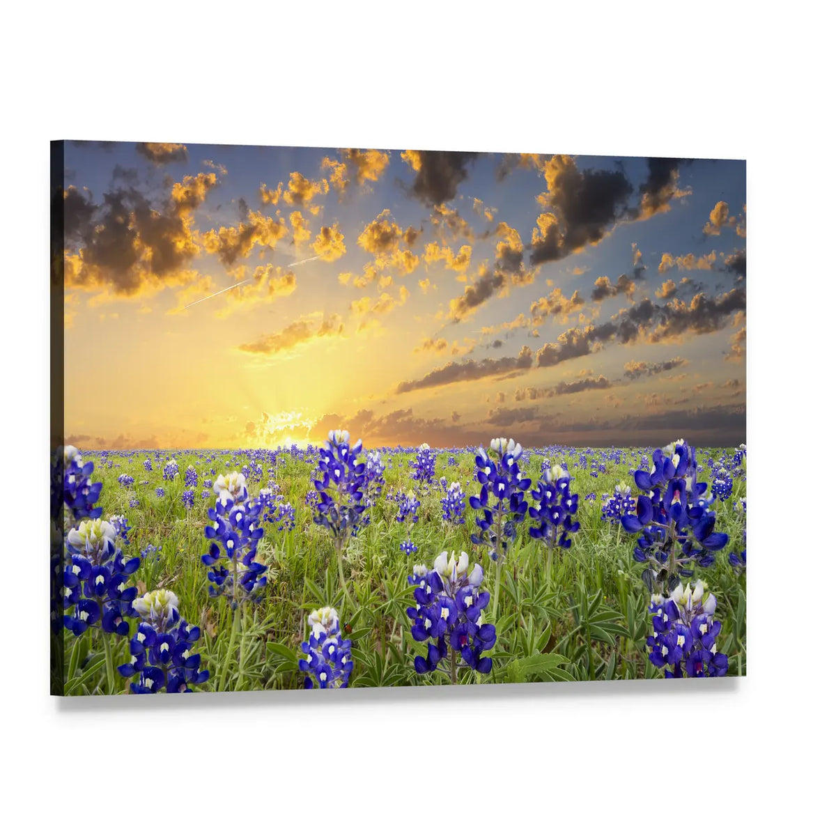 Bluebonnets In The Texas Hill County Canvas Wall Art, single panel gallery wrapped canvas, angled product view